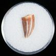 Bargain Raptor Tooth From Morocco - #11220-1
